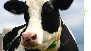 Cow Gang