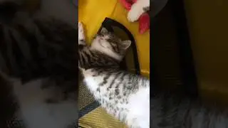 Little kittens are just for you 😻💖