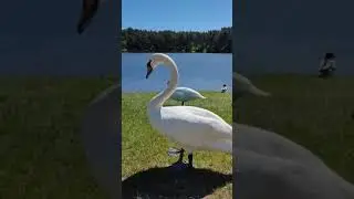 Гродно. Лебеди на озере Юбилейное