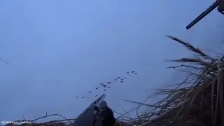 GOOSE HUNTING SPRING 2017