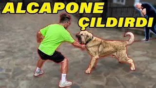 THE DOG THAT ATTACKED 6 PEOPLE: ALCAPONE - (Part 1)