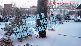 Мои садовые романсы. Зимний сад. Какое хорошее время года! Снег кругом... Хрустящий снег