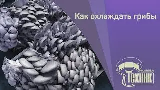 Охлаждение и заморозка грибов вешенка | Вешенка