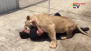 Pass to feet from lions all fighters dedicated to