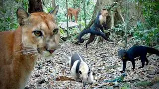 3000 Hours in Costa Rica’s Rainforest – Trail Cam Compilation