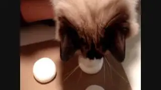 How to Get Your Cat's Paw Prints - ねこ - ラグドール -- Floppycats