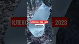 Собираем кленовый сок 🍁 