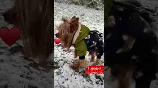 #ukraine