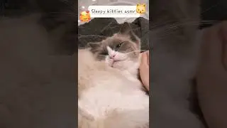 Cozy Cats ASMR to Brighten Your Day 💖 #asmr #asmrshorts #lofiasmr