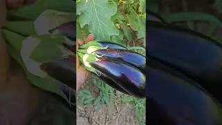 eggplant harvest