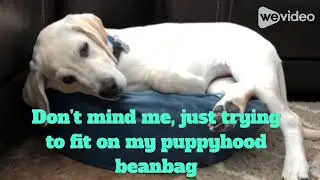 Cute dogs enjoying each other!