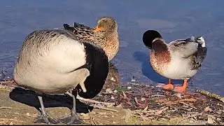 Preening Party P2!
