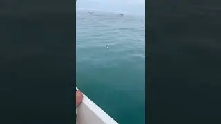 Артёмка и ставридка. Рыбалка в Сочи. #fishing #fish #рыба #fishingvideo