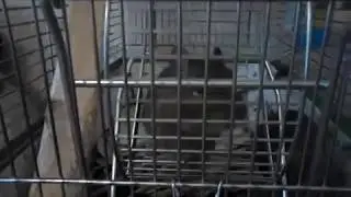 У белок новая игрушка