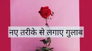 Plant roses in a new way || नए तरीके से लगाएं गुलाब |rose cutting kaise lagaye