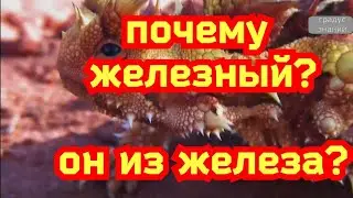 Почему рептилию называют "железный 🐉 дракон"