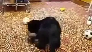 НОС К НОСУ   ГОРНОСТАЙ И КОТ