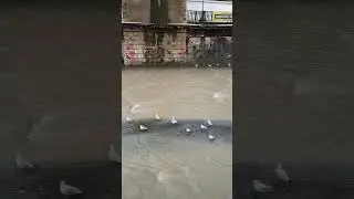 Река Псахе впадает в море. Сочи.