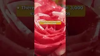 Amazing Facts About Roses 😁