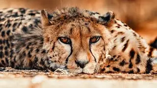 🐾Okonjima Nature Reserve🐾Top Lodge & Raubkatzen, Wissenschaft & Forschung und mit Tiefsinn