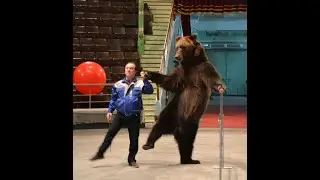 ТРЭШ МЕДВЕДЬ ИСПОЛНЯЕТ
