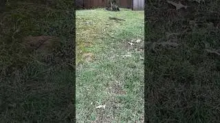 SQUIRREL!!!
