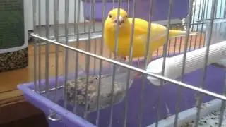 ням ням ням ням ням ням ням нямням ням ням ням!!! 🐥