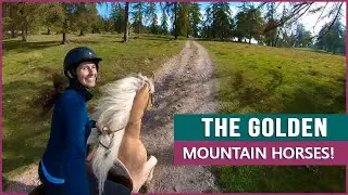 Equestrian Rides the Haflinger in South Tyrol!