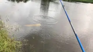 After Work Snakehead Punching Ft. My White Rubber Boots
