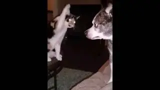 Как маскируются самые умные коты👍😁😂 #subscribe #animals #cat