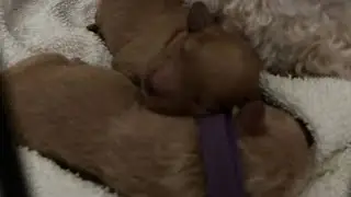 Newborn poodle puppies #Shorts @quickrelaxation535
