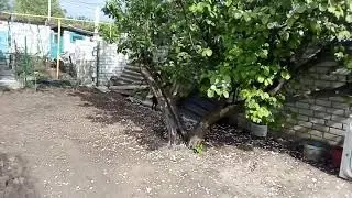 Ягдтерьер (Джонни 8,5 месяцев)