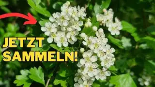 Heilpflanzen im Mai: Sammeln & Anbauen leicht gemacht! | Tipps zu Weißdorn, Kamille, Beifuß & mehr