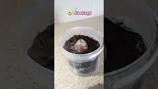 Выращиваем авокадо дома