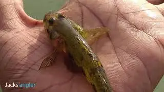 Catching small fishes #colorfish #freshwaterfishing #flathead