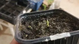 How to Grow a Washingtonia Palm from Seed