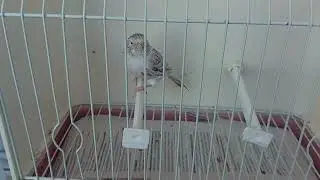 Aviario topacio - Agata Topacio plata Anilla 7 - 22