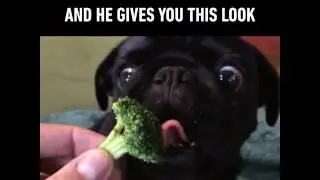 Gimme Gimme more, gimme more, gimme gimme more. (By Toby the Pug)