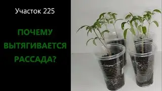 Почему вытягивается рассада?