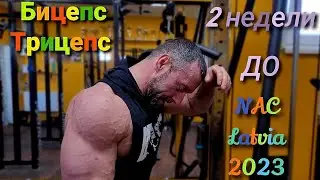 Бицепс + трицепс.