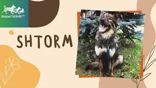 Shtorm