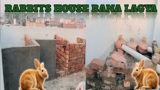 Rabbit ka ghr bana start ho gya