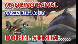DOBLE STRIKE MANCING BAWAL UMPAN KERANG IJO & CACING KEBO