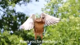 Ducks foraging and pigeons flying! #15