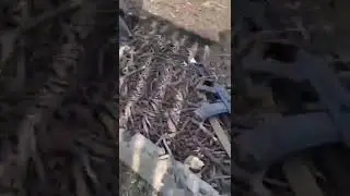 Кадыровцы собирают оружие у убитых ими ВСУшников