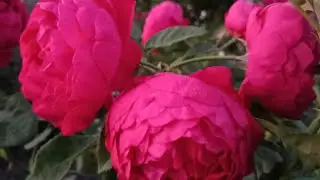Осенний микс! Прогулка по розовому саду!