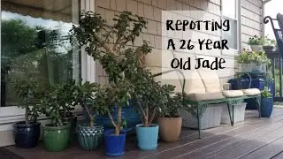 Re-potting an Old and Large Jade Plant