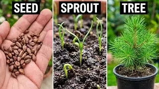 Success Every Time How To Grow Pine Seeds