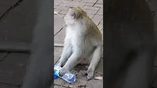 Naughty Monkey 🙈🙊🙉