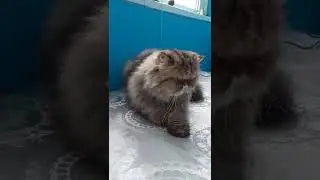персидский кот до стрижки и после стрижки!стрижка под льва🦁🦁🦁